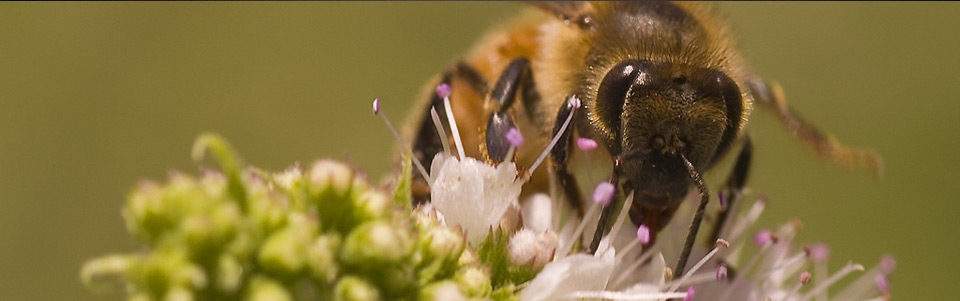 Bee