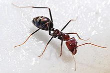 ant