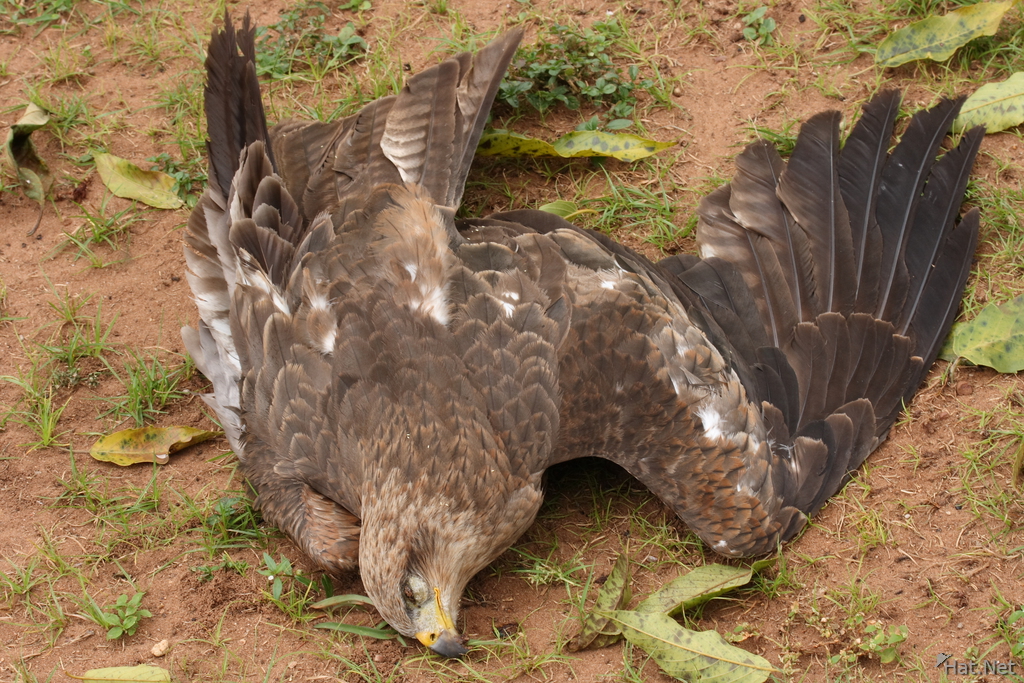dead_black_kite