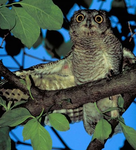 owl