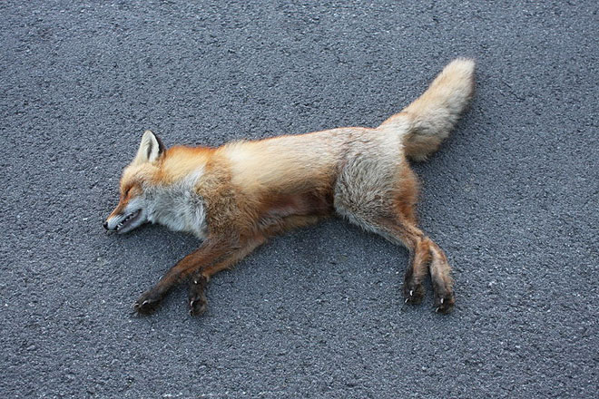 roadkillfox